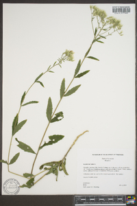 Eupatorium album image