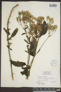 Eupatorium album image