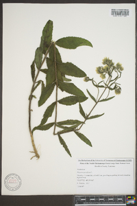 Eupatorium album image