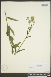 Eupatorium album image