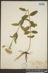 Eupatorium album image