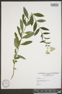 Eupatorium album image