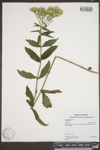 Eupatorium album image