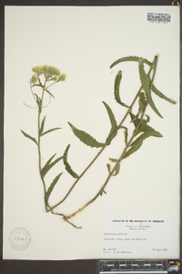 Eupatorium album image