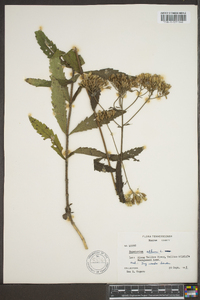 Eupatorium album image