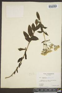 Eupatorium album image