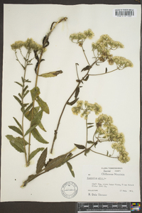 Eupatorium album image