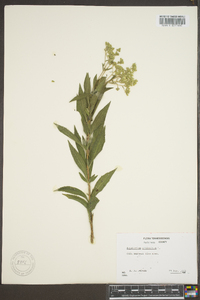 Eupatorium altissimum image