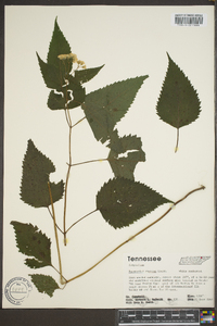 Eupatorium altissimum image