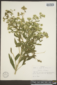 Eupatorium altissimum image