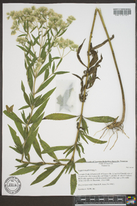 Eupatorium altissimum image