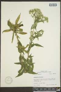 Eupatorium altissimum image