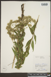 Eupatorium altissimum image