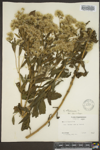 Eupatorium altissimum image