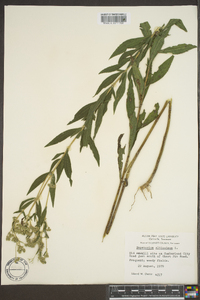 Eupatorium altissimum image