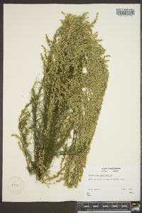 Eupatorium capillifolium image