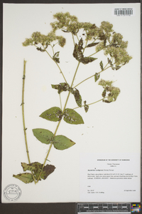 Eupatorium cordigerum image