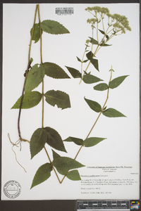 Eupatorium godfreyanum image