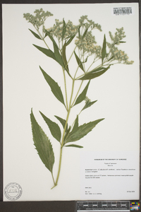 Eupatorium aromaticum image