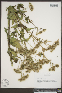 Eupatorium pilosum image