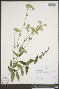 Eupatorium pilosum image