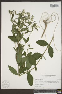 Eupatorium pilosum image