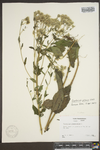 Eupatorium pilosum image