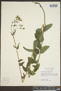 Eupatorium pilosum image