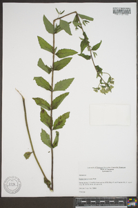 Eupatorium pilosum image