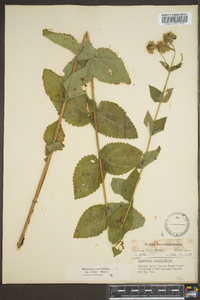 Eupatorium rotundifolium subsp. ovatum image