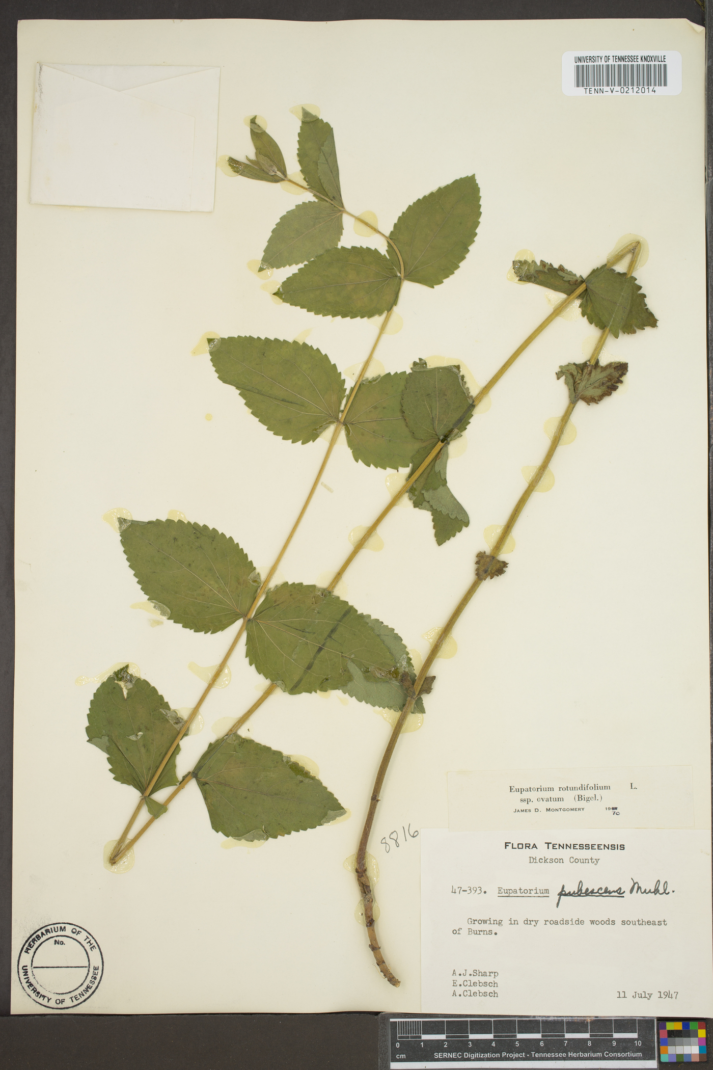 Eupatorium rotundifolium subsp. ovatum image