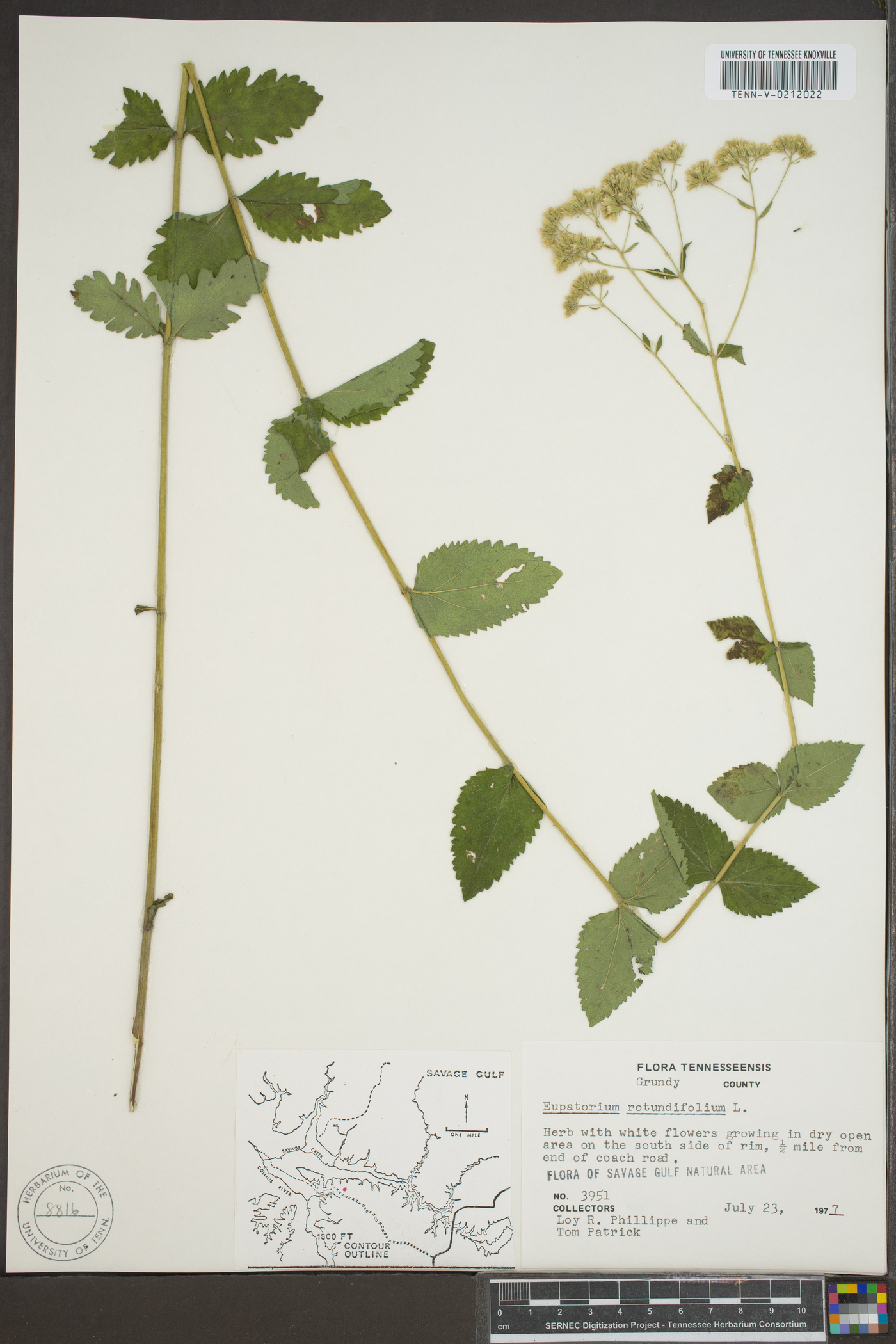 Eupatorium rotundifolium subsp. ovatum image