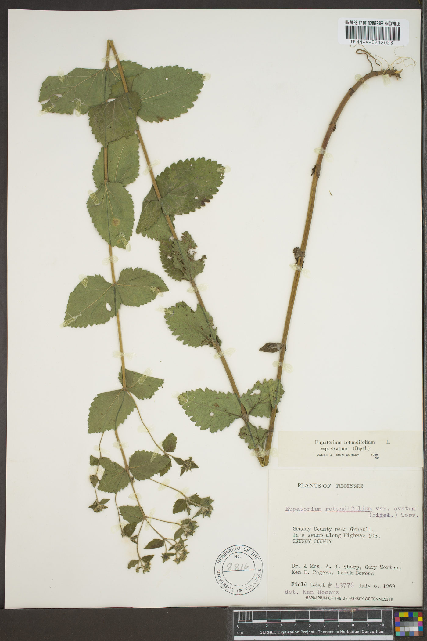 Eupatorium rotundifolium subsp. ovatum image