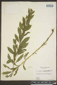 Eupatorium semiserratum image