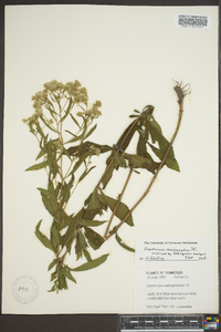 Eupatorium semiserratum image