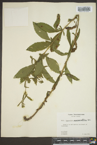 Eupatorium semiserratum image