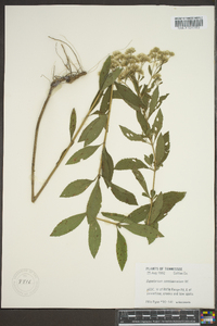 Eupatorium semiserratum image