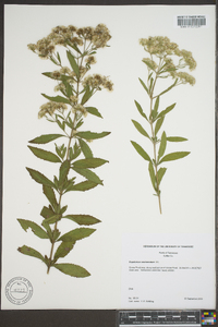 Eupatorium semiserratum image