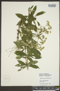 Eupatorium semiserratum image