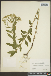 Eupatorium semiserratum image