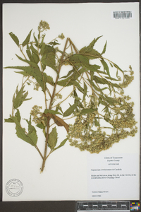 Eupatorium semiserratum image