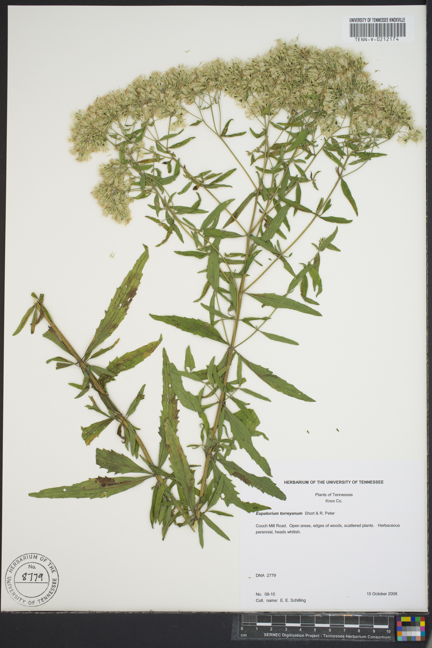 Eupatorium torreyanum image