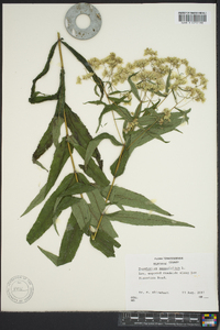 Eupatorium sessilifolium image