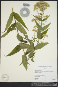 Eupatorium sessilifolium image