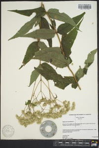 Eupatorium sessilifolium image