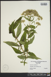 Eupatorium sessilifolium image