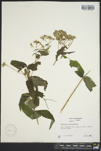 Eupatorium sessilifolium image