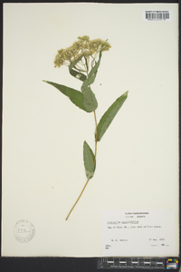 Eupatorium sessilifolium image