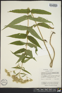 Eupatorium sessilifolium image