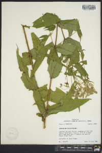 Eupatorium sessilifolium image